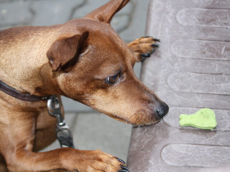 Vegane Ernährung für Hunde: Vorteile, Nachteile und was Sie beachten sollten 1 Vegane Ernährung für Hunde