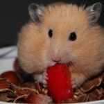 Goldhamster beim Fressen