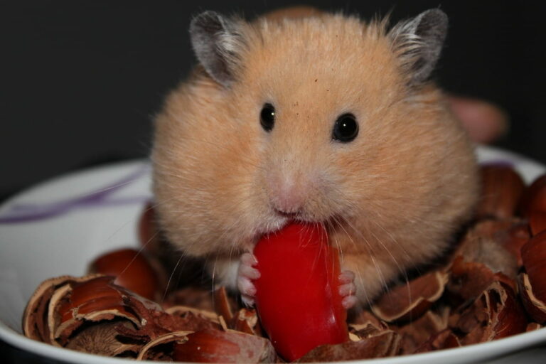 Wie Viel Kostet Ein Hamster Im Monat Wie viel kostet ein Hamster im Monat?