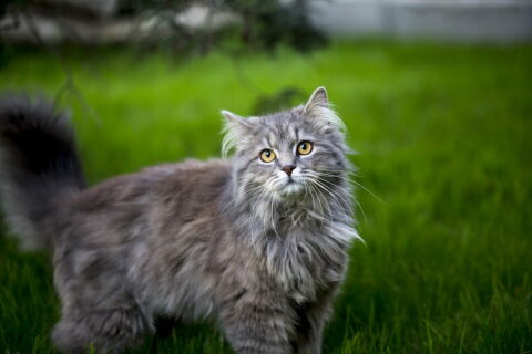 Maine Coon Katze jung