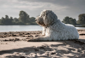 Goldendoodle als Familienhund