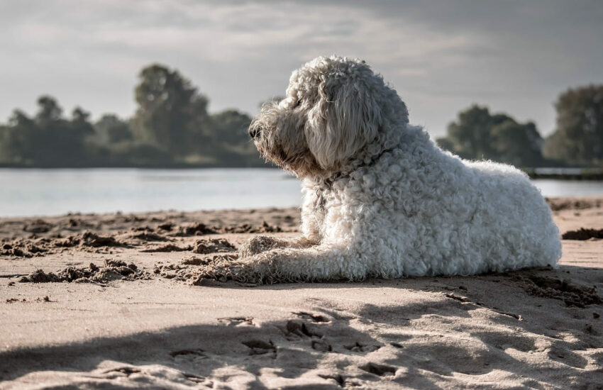Goldendoodle als Familienhund