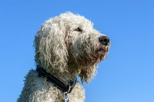 Goldendoodle Mischling Porträt