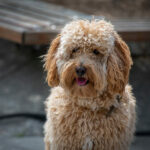 Labradoodle Mischling als Haustier