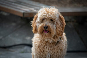 Labradoodle Mischling als Haustier