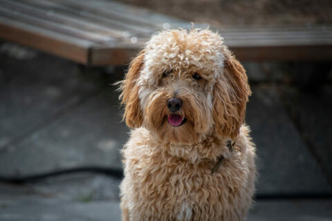 Labradoodle Mischling als Haustier