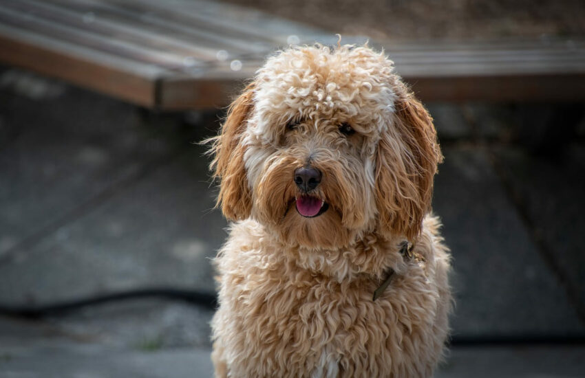 Labradoodle Mischling als Haustier