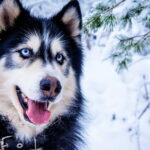 Husky als Haustier
