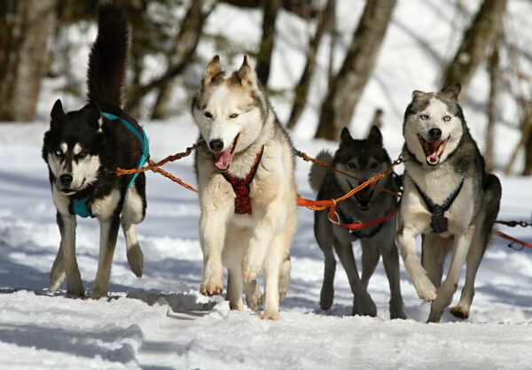 Huskys Hunde Rennen