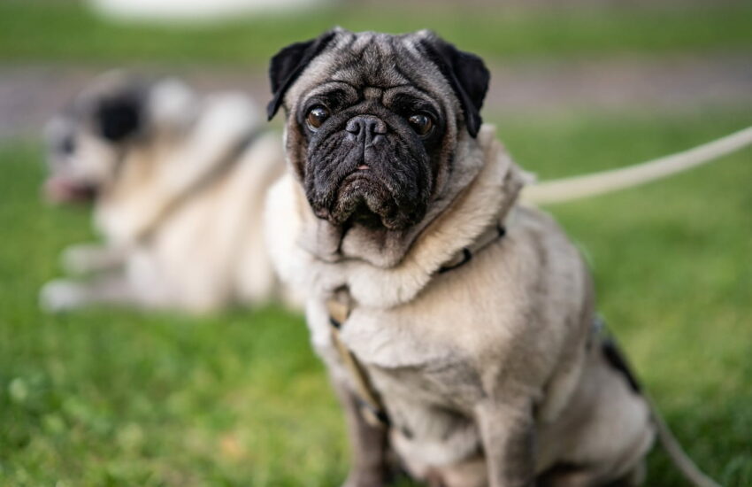 Mops als Familienhund