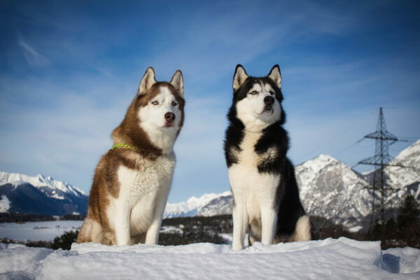 Siberian Husky Hunde