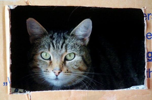Katze schaut aus dem Umzugskarton
