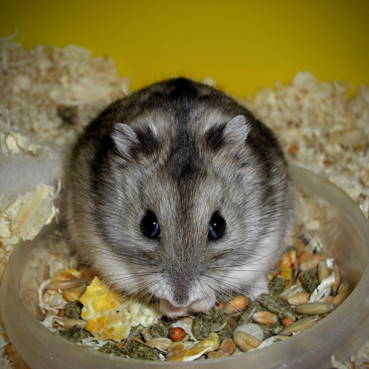 chinesischer-streifenhamster-der-zahme-zwerghamster