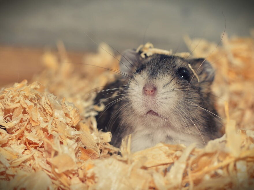 Chinesischer Streifenhamster – der zahme unter den Zwerghamstern 1 Chinesischen Streifenhamster artgerecht halten