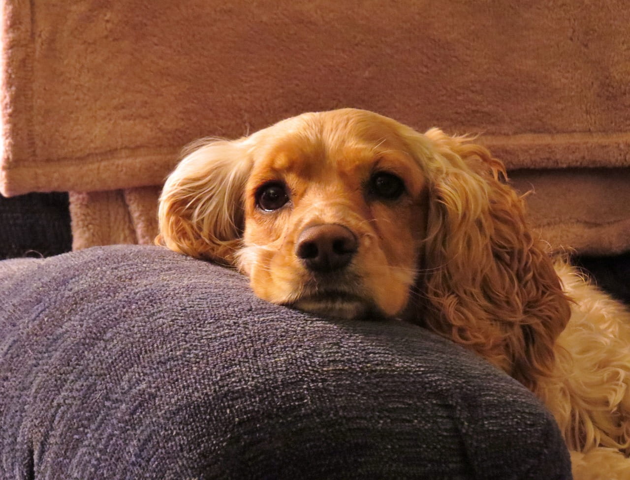 Cocker Spaniel als Haustier