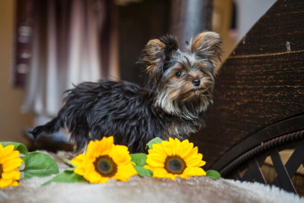 Yorkshire Terrier sind so niedlich