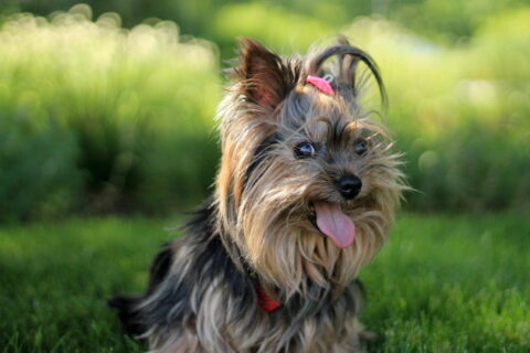 Yorkshire Terrier als Haustier