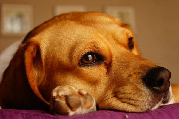 Beagle als Familienhund