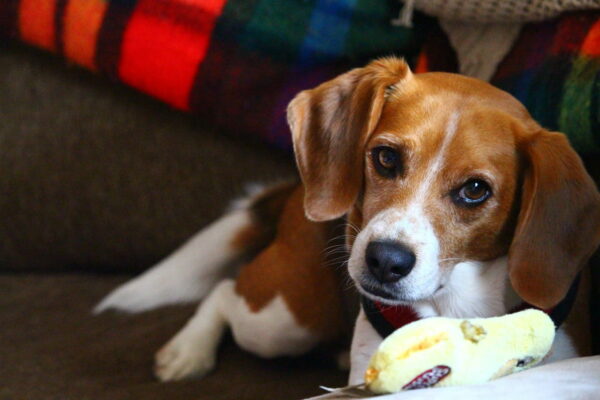 Beagles spielend erziehen