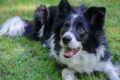 Border Collie liegt im Gras