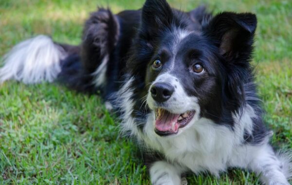 Warum dein Border Collie mehr als nur ein Arbeitshund ist 1 Border Collie liegt im Gras