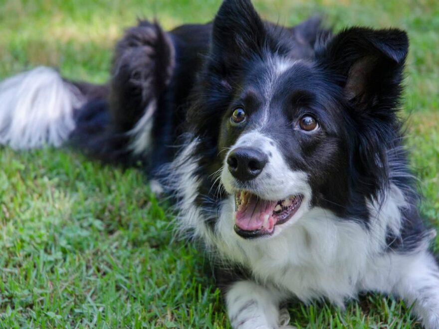 Warum dein Border Collie mehr als nur ein Arbeitshund ist 1 Border Collie liegt im Gras