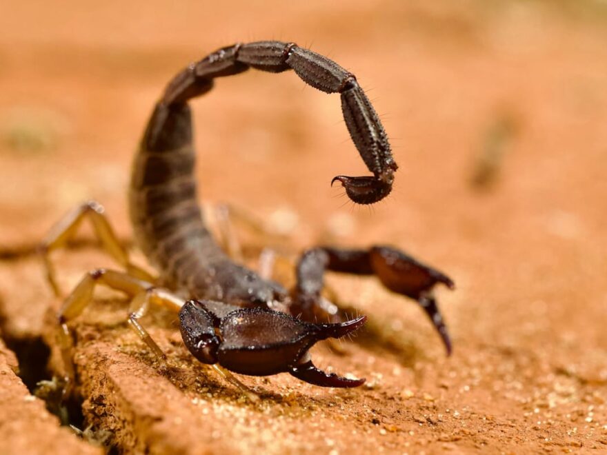Warum Skorpione mehr als nur gefährliche Tiere sind 1 Skorpione mit erhobenem Stachel auf sandigem Boden