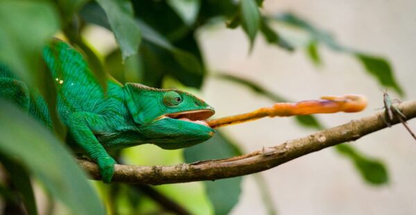 Chamäleons als Haustiere – Fütterung mit Insekten im Terrarium
