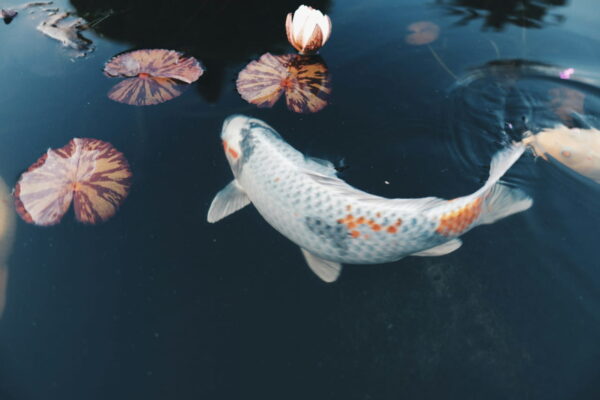 Koi-Karpfen im Gartenteich – Pflege über das ganze Jahr hinweg Koi-Karpfen im Teich zwischen Seerosen – Symbol für die Jahreszeitenpflege