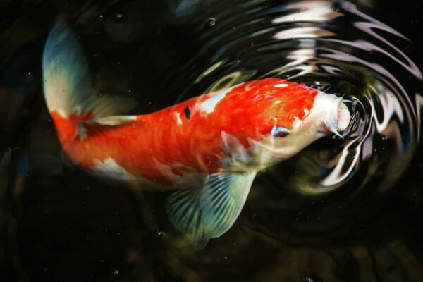 Koi-Karpfen im Gartenteich – Symbol für Glück und Harmonie Koi-Karpfen im klaren Teichwasser mit leuchtenden Farben
