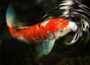 Koi-Karpfen im klaren Teichwasser mit leuchtenden Farben