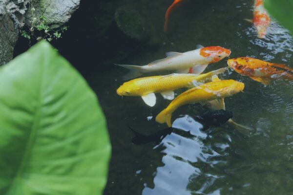 Koi-Karpfen im sauberen Teich – richtige Pflege für gesundes Wasser Koi-Karpfen im gepflegten Teich mit klarem Wasser und gesunder Umgebung