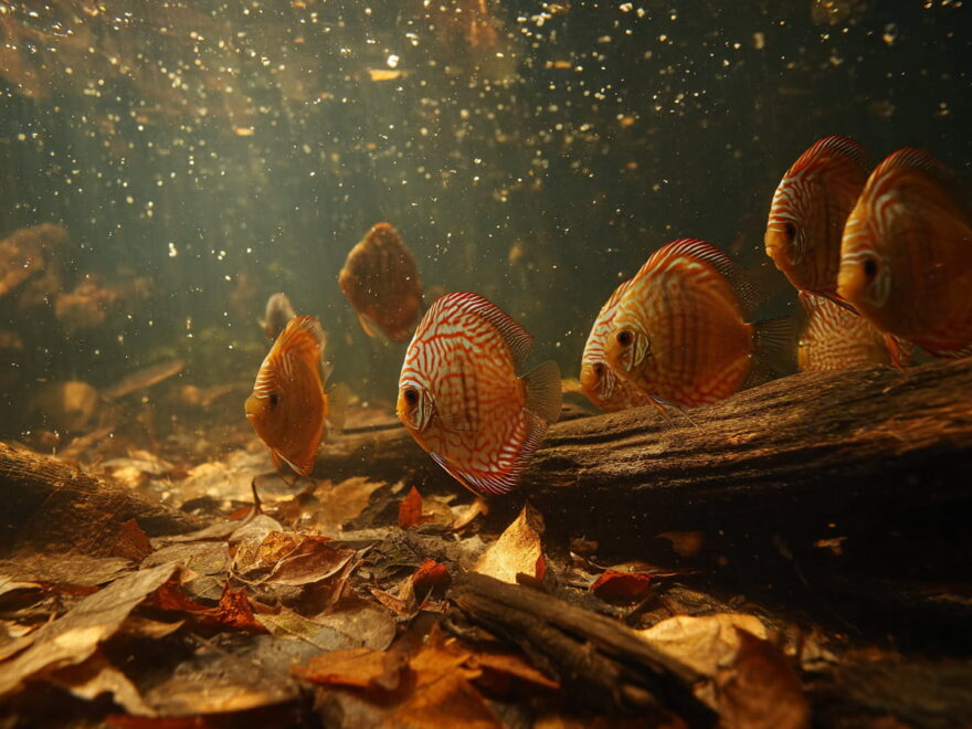 Wild lebende Diskusfische im natürlichen Amazonas-Schwarzwasser mit Wurzeln und Laub.