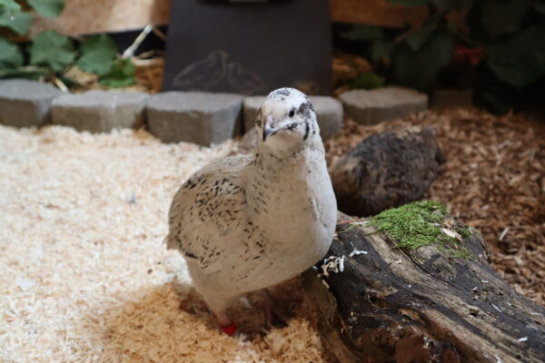 Wachtel im artgerecht eingerichteten Stall mit Naturästen und Einstreu