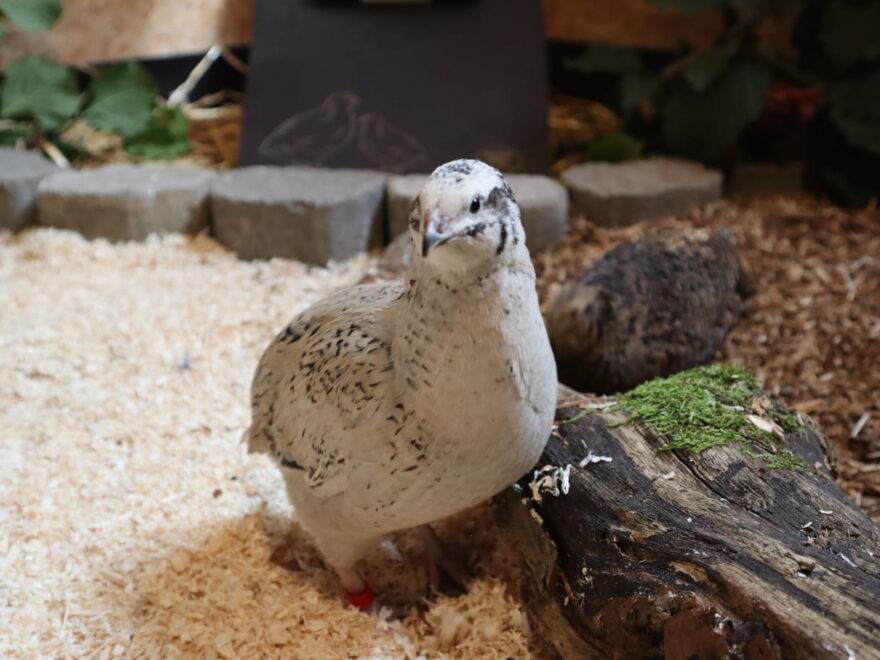 Wachtel im artgerecht eingerichteten Stall mit Naturästen und Einstreu
