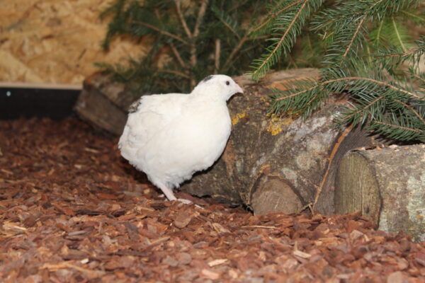 Wachtel in einem naturnah gestalteten Gehege mit Rindenmulch und Zweigen