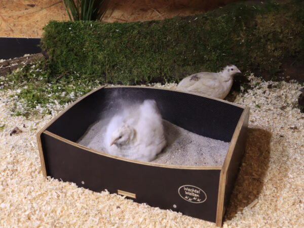 Wachtel beim Sandbaden im Stall zur Gefiederpflege