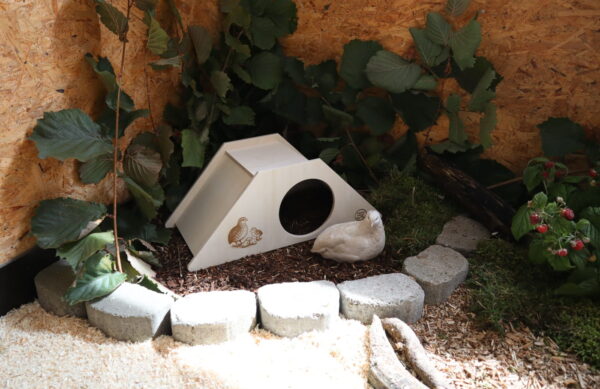 Wachtel vor einer geschützten Rückzugsmöglichkeit im Stall