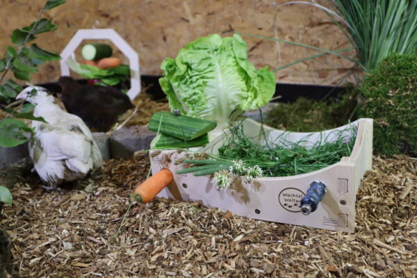 Frischfutter-Schale mit Grünfutter, Salat und Gemüse für Wachteln
