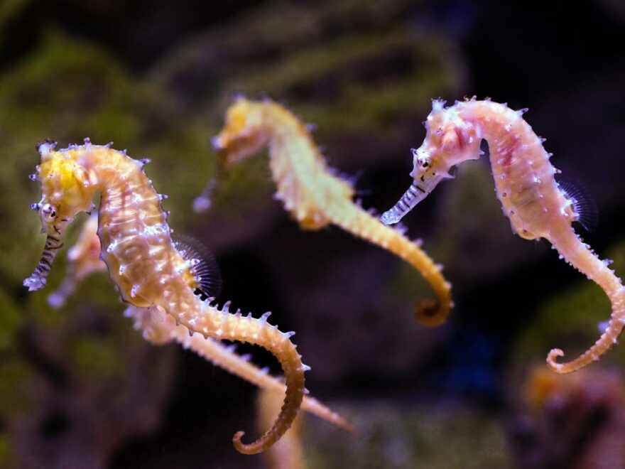 Mehrere Seepferdchen im Aquarium, die typische Haltungs- und Verhaltensmerkmale zeigen