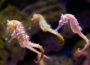 Mehrere Seepferdchen im Aquarium, die typische Haltungs- und Verhaltensmerkmale zeigen