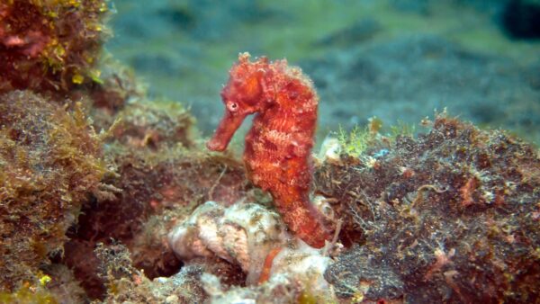 Seepferdchen-Gesundheit: Anzeichen für Probleme früh erkennen Seepferdchen in natürlicher Umgebung, das mögliche Gesundheitsprobleme erkennen lässt